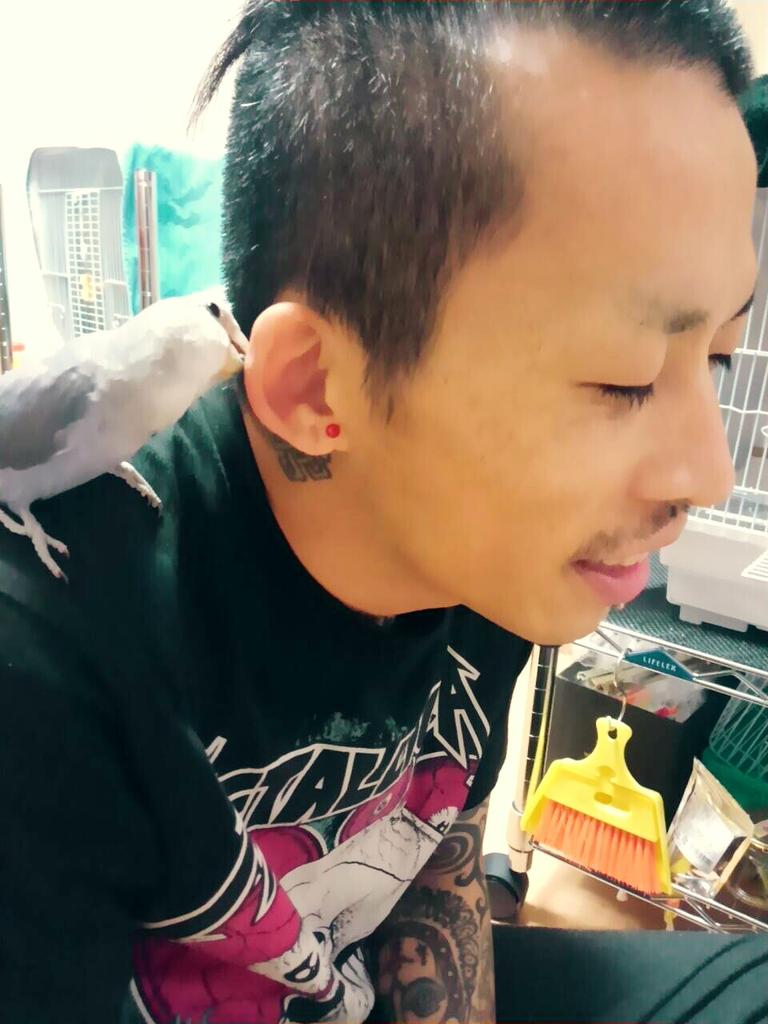 マキシマム ザ ホルモン V Tvittere うちのコザクラインコのペンゴは毎日僕の耳噛じって 甘噛み 一日の疲れを癒してくれる ちなみに名前の由来は1980年代前半セガが発売したゲーム ペンゴ 見た目がペンギンぽいから このパッケージ時代を感じるな By上ちゃん