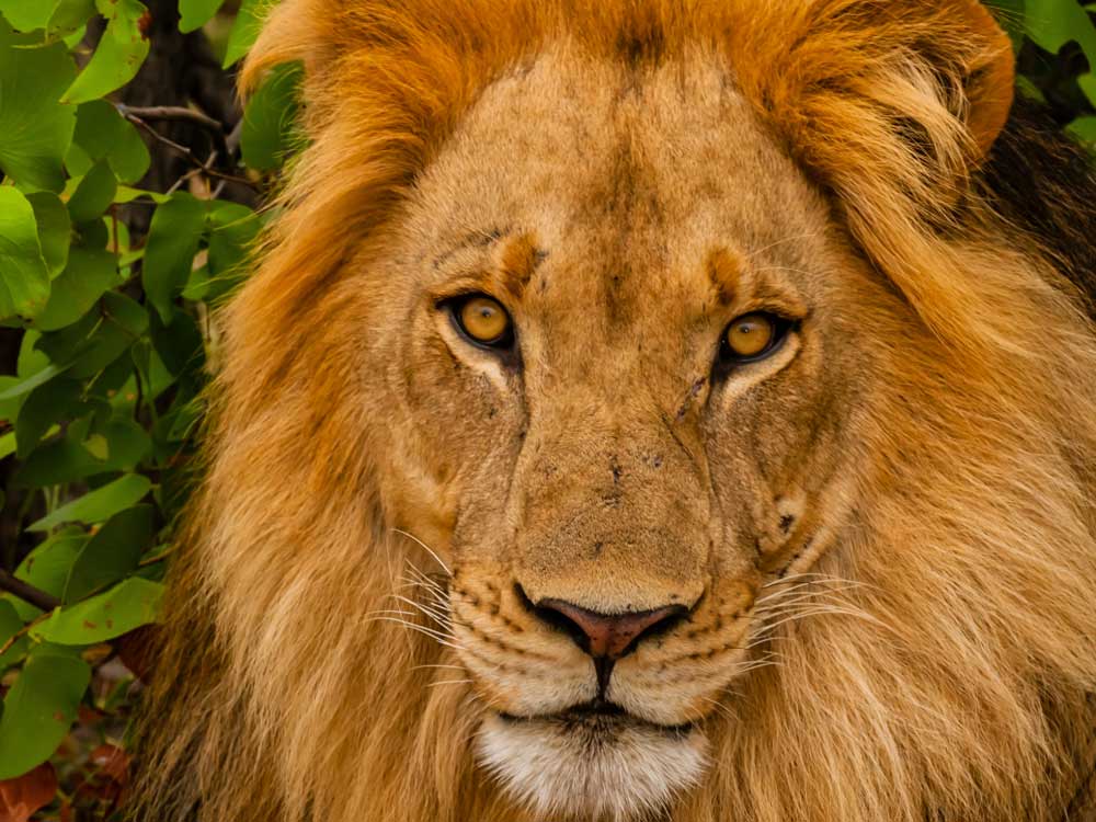 muyinteresante's tweet image. Casi todas las poblaciones de más de 500 ejemplares de leones están en declive: muyinteresante.es/naturaleza/art…