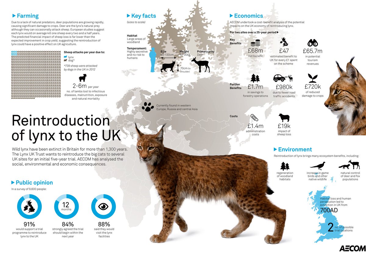 LynxUKTrust's tweet photo. Nice infographic on a theoretic 2-site reintro from @AECOM; links to full reports at https://t.co/hg89x6bMr9 #lynx https://t.co/8amKgoqKa3