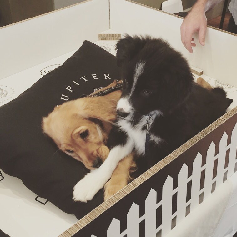 JupiterCT's tweet photo. The toughest critics are putting the 'office' furniture to the test #DogsofJupiter follow @harnessemotion on IG https://t.co/aL68DzGUlH