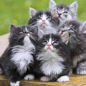 babu1331314's tweet photo. Thank you to much all sweet lovely dearest friends I'm very happy my tweets saport for you have great day https://t.co/zUGGQ8rN3i