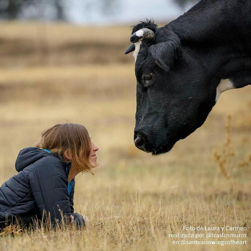 PartidoPACMA's tweet photo. Quien no entiende una mirada, jamás entenderá una explicación #felizmiercoles @Wings_of_Heart https://t.co/FQKPvlAVIe