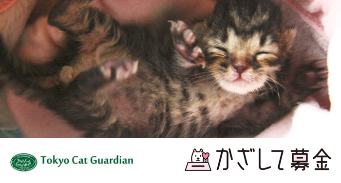 SoftBank's tweet image. #かざして募金 寄付先紹介
東京キャットガーディアンは、猫の保護や譲渡、啓発活動を行っている団体です。
➡softbank.eng.mg/ea9e8
ソフトバンクスマホ以外
➡softbank.eng.mg/ed8a4