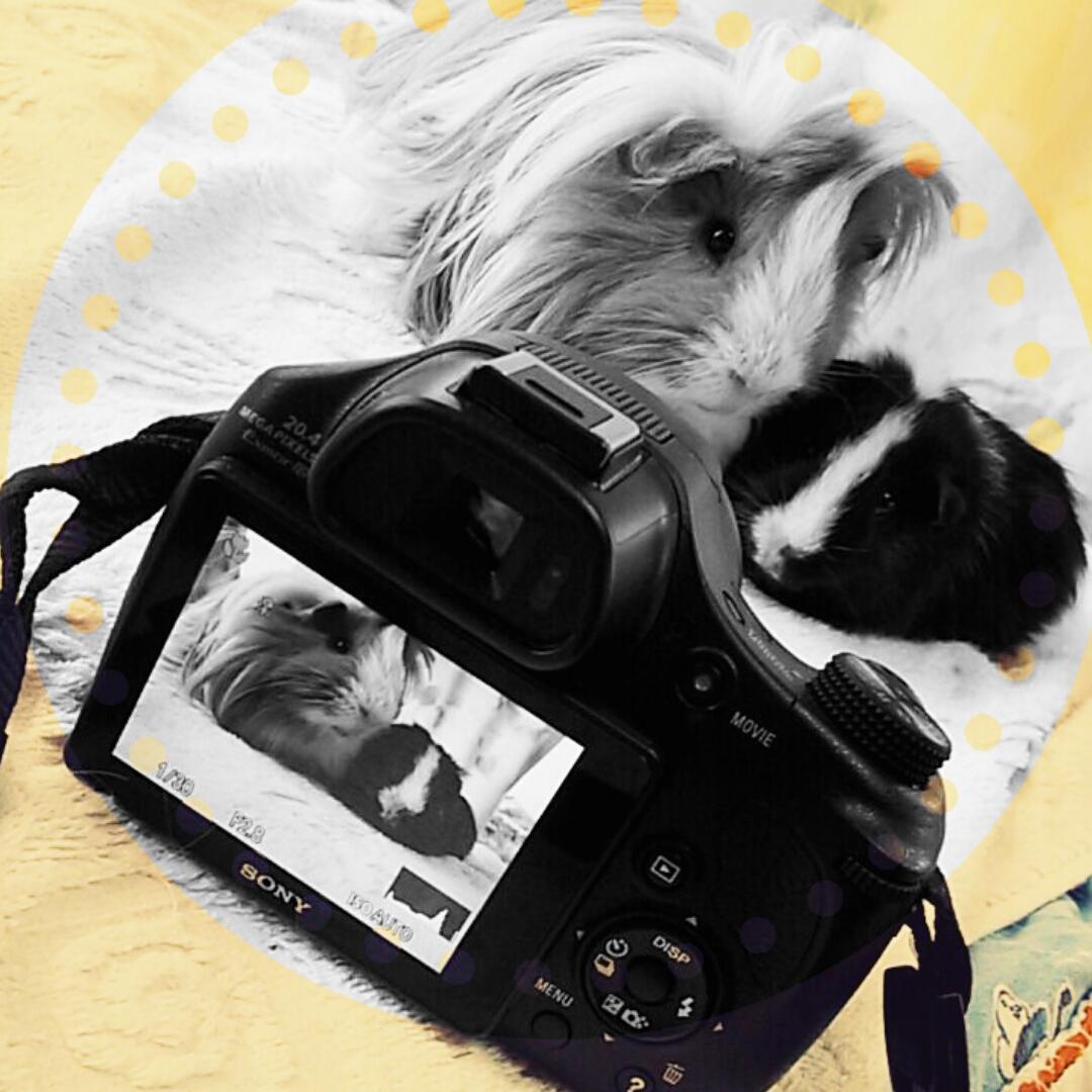 juliecupi's tweet photo. #photoshoot #cobaye #cupidon #fleppy #mes_bébé 💖 https://t.co/qIr5eJCUvo