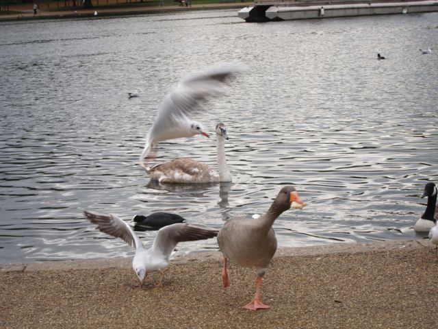 BrianPigeon's tweet photo. Mayhem in St James's Park on Sunday when it suddenly started to get dark an hour too early. Gets us every year. https://t.co/oH5BAjazgr