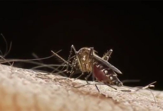 g1's tweet photo. Mortes por dengue chegam a 19 no Rio em 2015 e preocupam secretaria https://t.co/e7sFdk2XW9 #G1 https://t.co/m9Mh2hYC0D