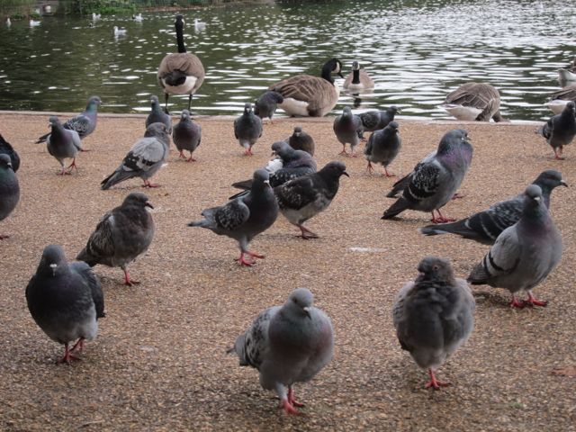BrianPigeon's tweet photo. Just looks of confusion all round. What is it with the putting the clocks back thing? #goodbyedaylight #endofsummer https://t.co/5uR69LuS3D