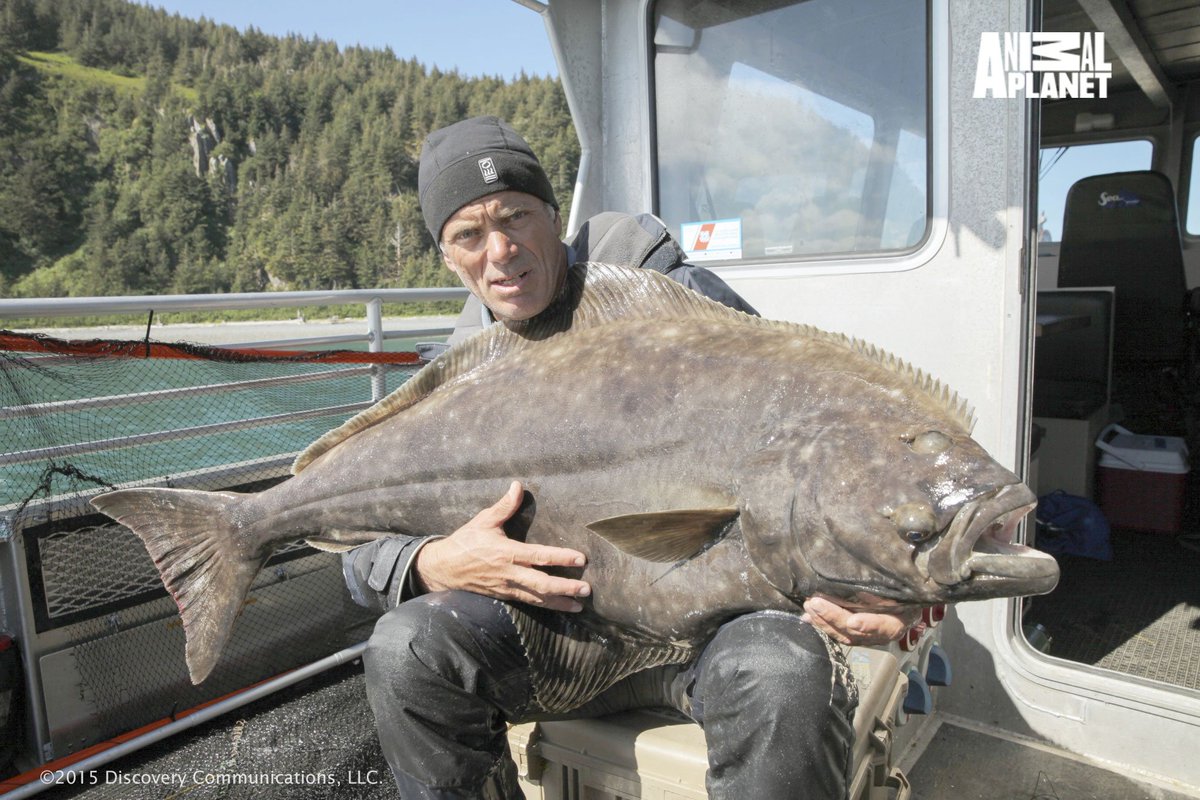 ディスカバリーチャンネル アニマル 明日木曜よる10時からは 怪物魚を追え アラスカでは何年もの間 漁師が行方不明になる事件が起きている 遺体は見つかっておらず 謎が深まる ジェレミーは流れの速い川の上流から 腹を空かせたサメがいる河口へ