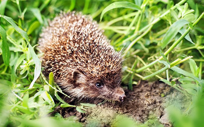 daviddomoney's tweet photo. Make your garden a haven for hedgehogs this #WildAboutGardens week https://t.co/zYrbAEehK9 https://t.co/r0pPg51Nbi