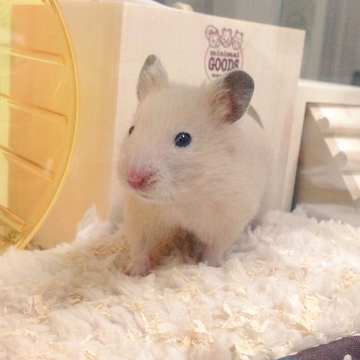 ちー なんかやけに目が小さいけどそこがまた可愛いキンクマのツナちゃん ちっちゃいときは色が白っぽい 思い出 T Co Ljri5xrtvi Twitter