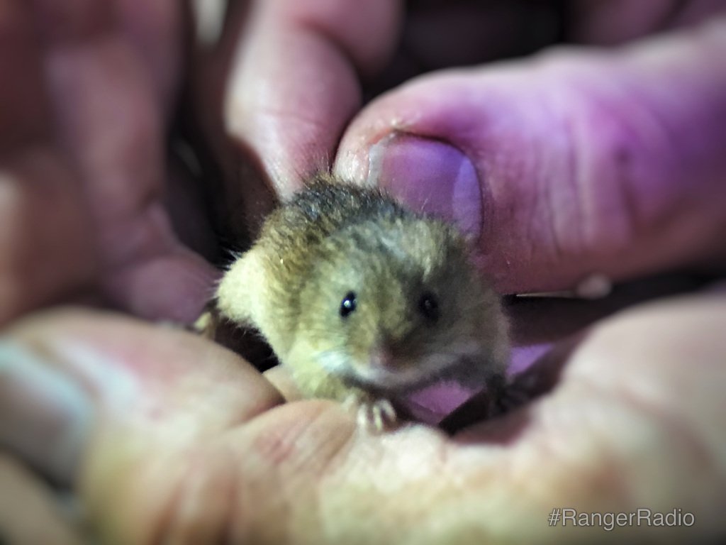 ResNetSH's tweet photo. #RangerRadio October 2015 - Harvest Mouse Edition @SurreyWT @JHerd83 https://t.co/iqMsmrjr2C https://t.co/s0GnquIAfT