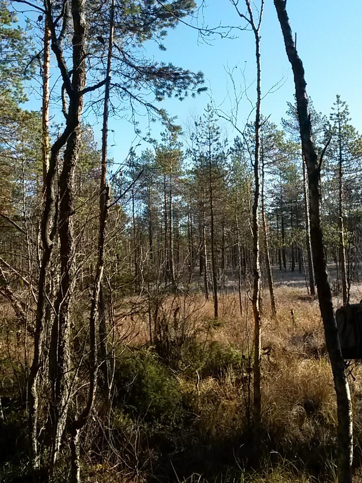 AnneMariaNiskan's tweet photo. Sammalen jäljillä Hattulan Peurasuolla.  #ylehame https://t.co/mEZfE4M6CT