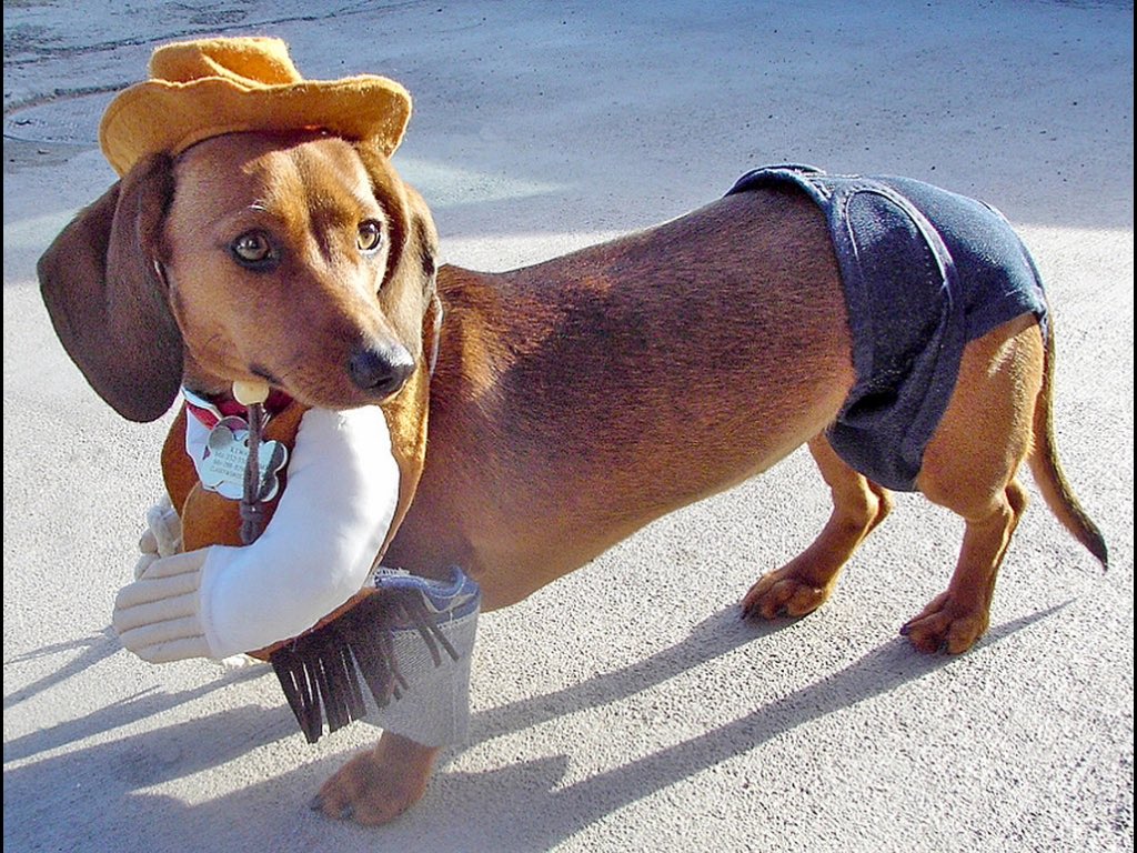 classymis's tweet image. Git a &quot;long&quot; little dogie. This is cowgirl Chessie. #WNNMugshot