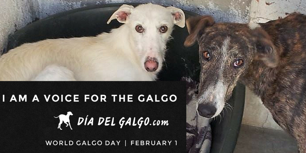 Dogs Rescue On Twitter Could You Help Us We Have 2 Galgos Need A Home Please Contact Us By Message Adoptachien Adopter Chiens Boutique Galgo Lievres Https T Co Mypjjjzcqx
