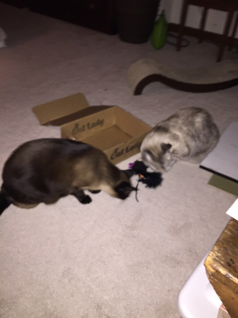 CBBlouin's tweet photo. Nikola and Mustafa deciding who gets first dibs!  #CatLadyBox https://t.co/J8uDknwnYR