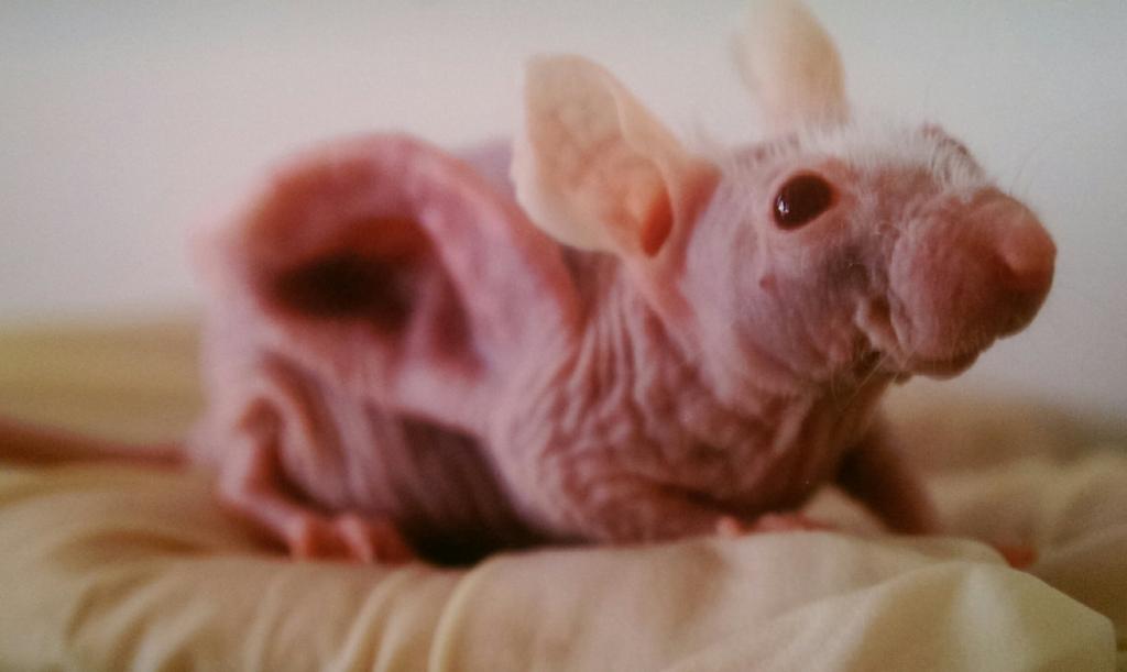 stevebevis's tweet photo. Surrealist dream came alive in the hands of scientists @OronCatts #DeMonstrable #floor talk  @LWAGallery #earmouse https://t.co/pdl6qQ6Vny