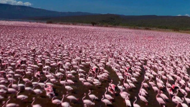 Discovery's tweet photo. Watch filmmakers use spy camera technology to film lesser flamingos in Africa >> https://t.co/sshfMmQjHI https://t.co/R9GmEorpaq