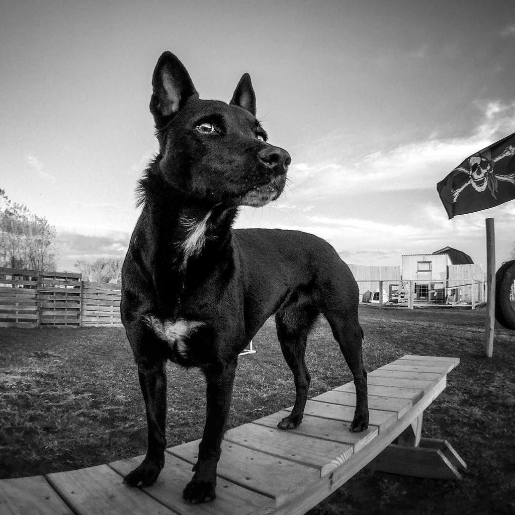 bacr33's tweet photo. Quincy The Brave
#barkbox #dogsofinstagram #excellent_dogs #bestwoof #trentbozdogs #ruffpo… https://t.co/wD7FtkJcJZ https://t.co/j1iuieDiSG