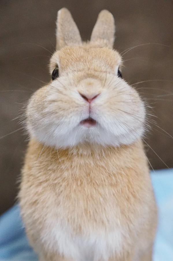 Best of Bunny cheek chubby face say wubby Nude Pix HQ Pictures of women sucking dick