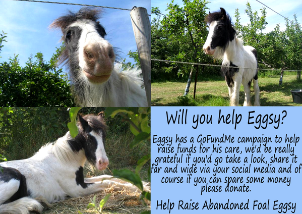 fieldfarefoods's tweet photo. PLEASE HELP abandoned foal Eggsy, whatever U can spare @eggsypony give him a CHANCE OF LIFE https://t.co/GM46A5u3LU https://t.co/kprBiydD1o