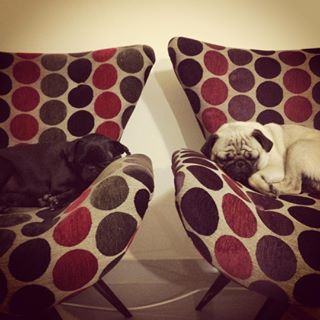 Joy_PhotoCam's tweet photo. Meu casal de almofadinha!! #lineu #irene #seulineu #donanene #pug #love ❤️ https://t.co/am7SEl7VKj https://t.co/5aiqb20jbn