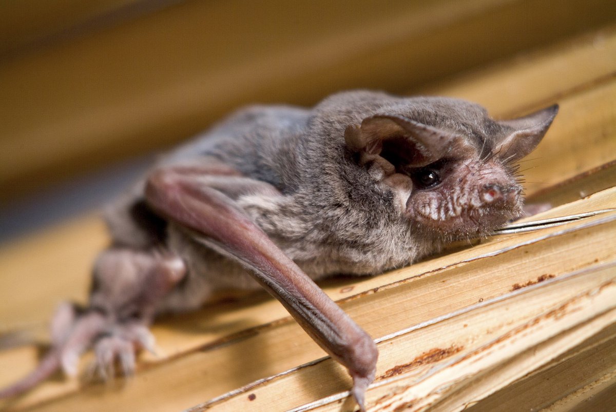 gabyov21's tweet image. DYK? @FairchildGarden we have 5 species of #bats! Come to #FriendlyCreatures Oct 29 check: ow.ly/TVcQY