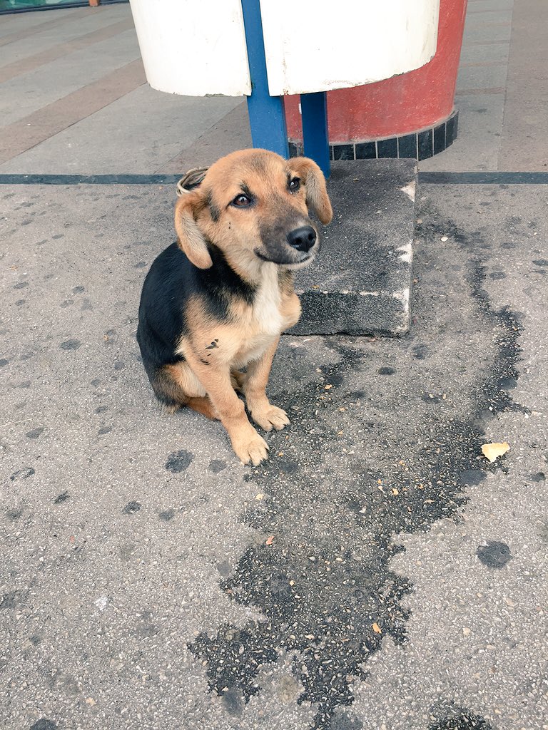 Lorca_VDPutte's tweet photo. We made this little street puppy very happy with our lunch packet #cutie #bosnië #jefke 🐶 https://t.co/rT7gTQspaK