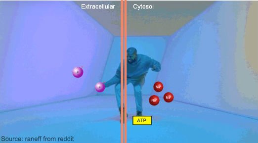 sciam's tweet photo. An explanation of sodium-potassium pumps and active transport using Drake's 'Hotline Bling' https://t.co/b3u4f1B4Ym https://t.co/RZEDGNbrhd