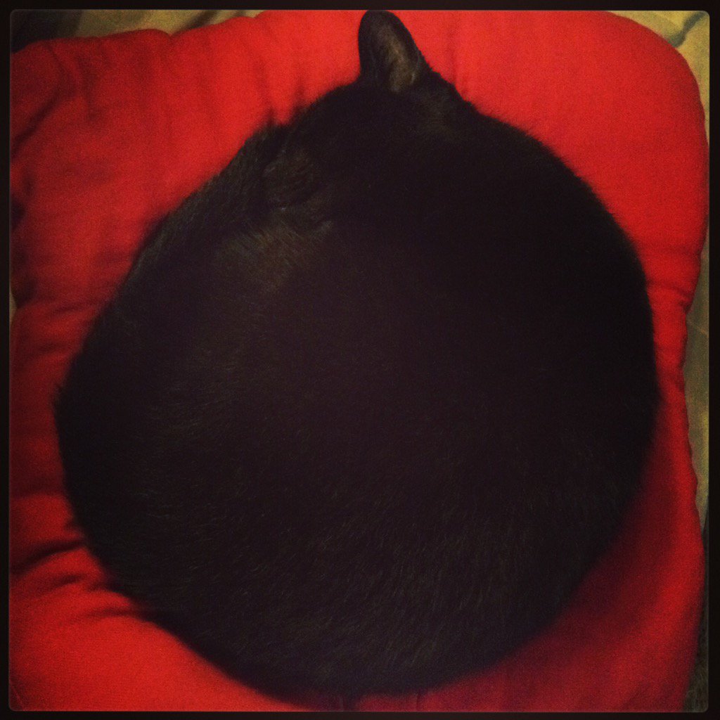 Karen_MDD's tweet image. There's only one Poozer #KittyCat #cat #Poozer #BlackCat #redcushion #SweetDreams #WatchingFootball #gentval