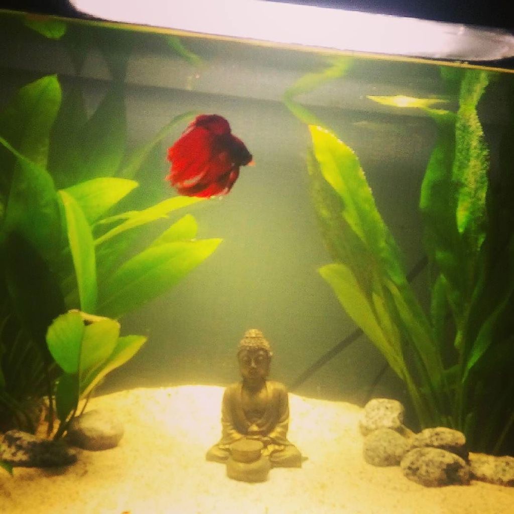 Akvaristan's tweet photo. #akvaristan #aquarium #akvaryum #aquarien Mon gros qui fait le beau 💜 #betta #bettafish #bettared #fish #instafish … https://t.co/JUZD8b1bnC
