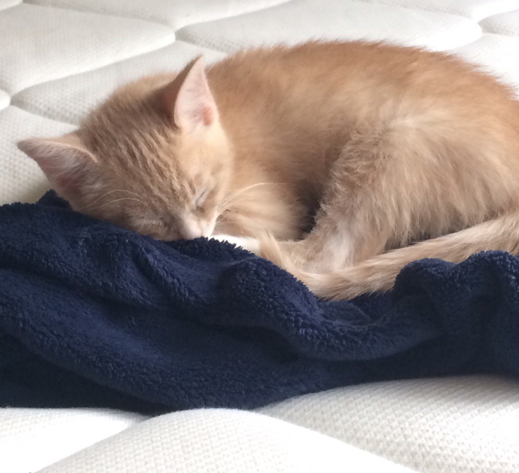 cat_is_good's tweet photo. #YouHadMeAt furball. #catisgood https://t.co/2TrmDWY0B3