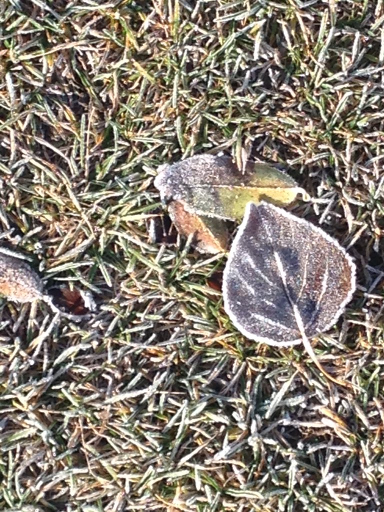Yk_Moose's tweet photo. Crisp morning #frozenleaf https://t.co/CJKh9LPqDn