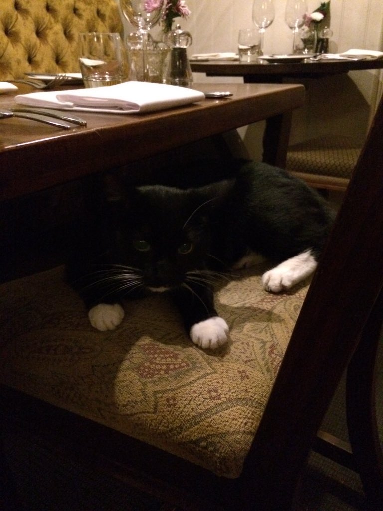 Mally The Ex Pub Cat tweet media