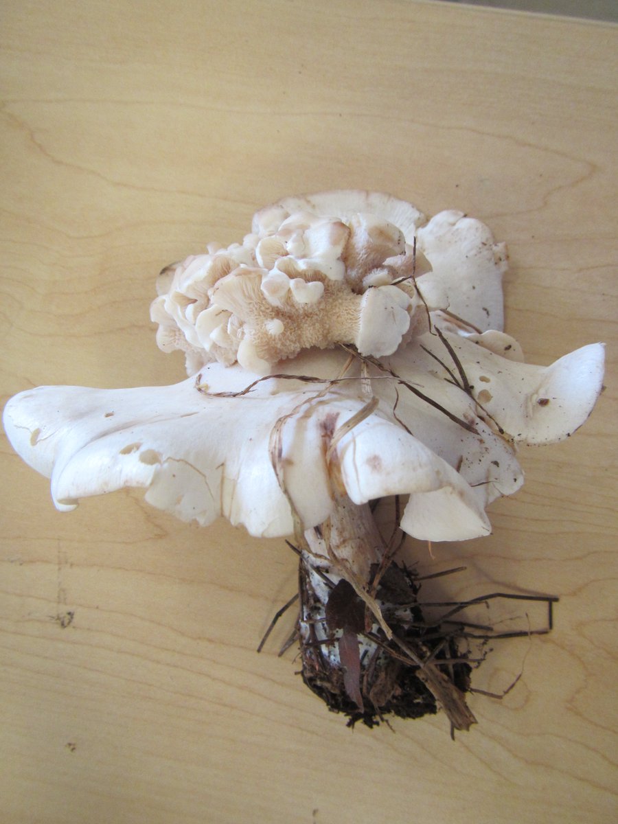 Simycology's tweet photo. #cauliflower  #mushroom ? Great for #FungiWednesday @ROMBiodiversity @OntarioBioblitz @OntarioNature #dontknowit https://t.co/YodiYQVWiI