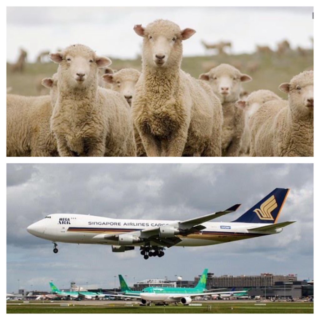 aviationgeeks1's tweet photo. Gas from 2,186sheep mistaken for smokeforces plane to make emergencylanding https://t.co/riNVqdM3dJ #AvinationUpdate https://t.co/vKvLWZv15s