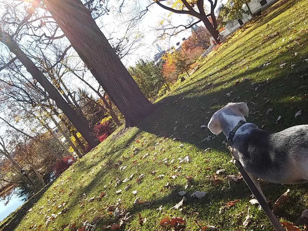 eggsquared's tweet photo. world according to #cxcc on a #november #autumn day walk in #buffalo #grateful https://t.co/fqHJPPkbDE