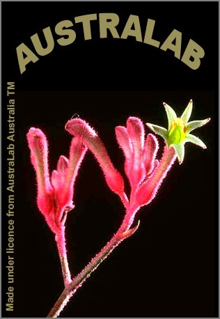 australab's tweet photo. What is it? A kangaroo paw, of course. A native Australian flower. Join now.
#kangaroopaw
https://t.co/67HblfsnWZ https://t.co/N3mcanTuWT