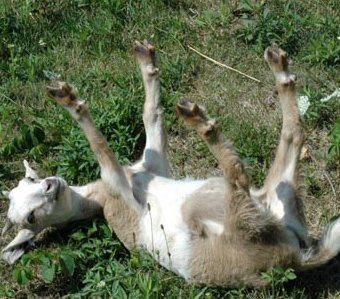 GoatUserStories's tweet image. As a goat I want a quick way to rollback my deploys so that when my branch is unstable I can munch on another one.