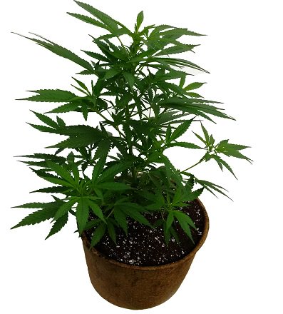 TurtleCoconut's tweet photo. #pot #weed air pruning pots for best yields for homegrown   3x the roots  pot in pot system no loss transplanting https://t.co/msatEHFooz
