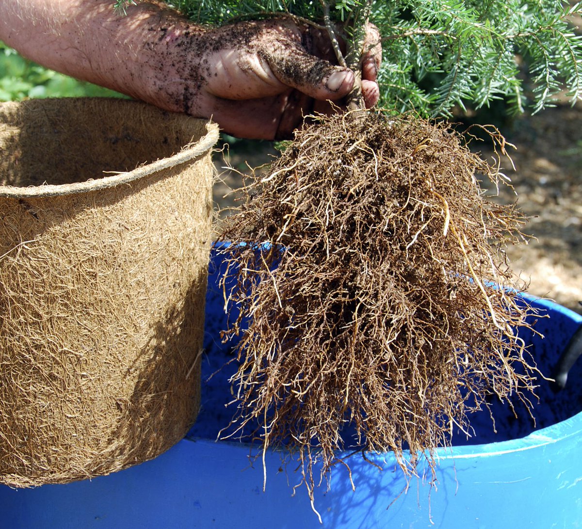 TurtleCoconut's tweet photo. #pot #weed air pruning pots for best yields for homegrown   3x the roots  pot in pot system no loss transplanting https://t.co/msatEHFooz