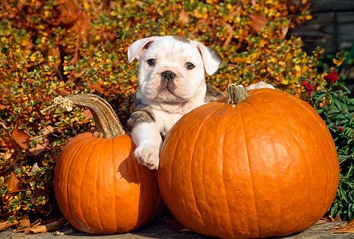 uvastudentaffrs's tweet photo. So much cuteness! @UVAUPC presents: PUPPIES & PUMPKINS! TODAY 3pm in the ampitheater #BYODog https://t.co/Rm12qiInxC https://t.co/0zAKQl0P3q