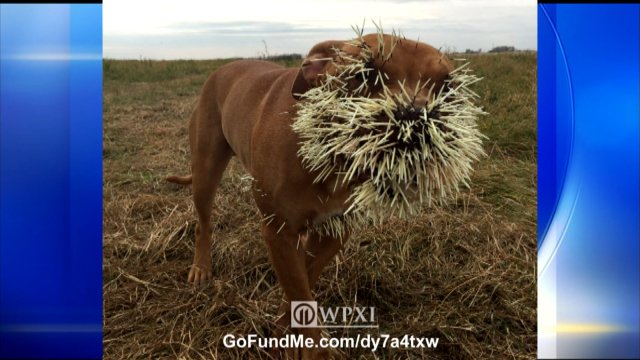 WPXI's tweet photo. Dogs barely survive porcupine attack #GetBetter #WerePullingForYou https://t.co/nv6GrQruwg https://t.co/NwyVq60Okt