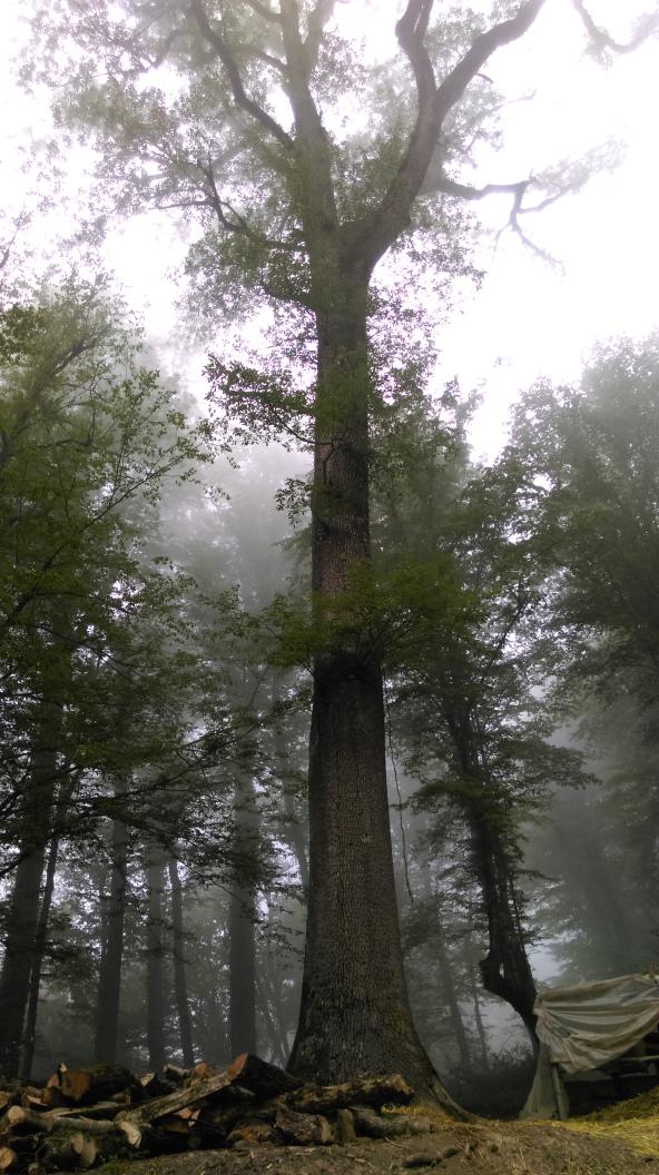 زرین گل ...جنگل های خان ببین