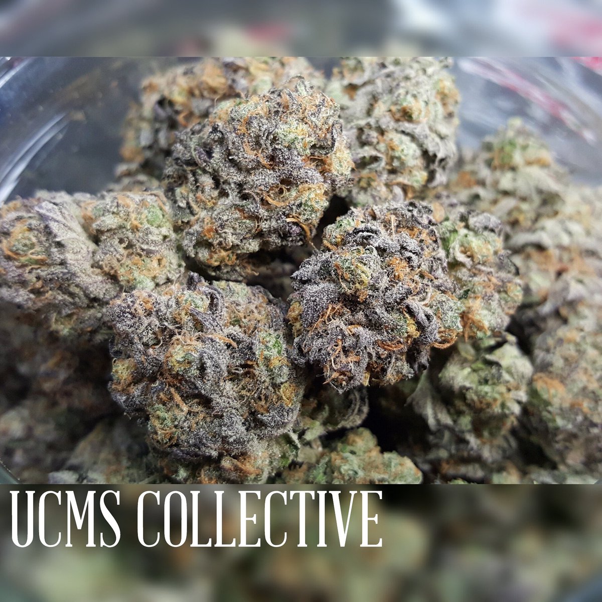 UCMSCOLLECTIVE's tweet photo. PURPLE GORILLA IS IN!!! https://t.co/Figji86oQ4