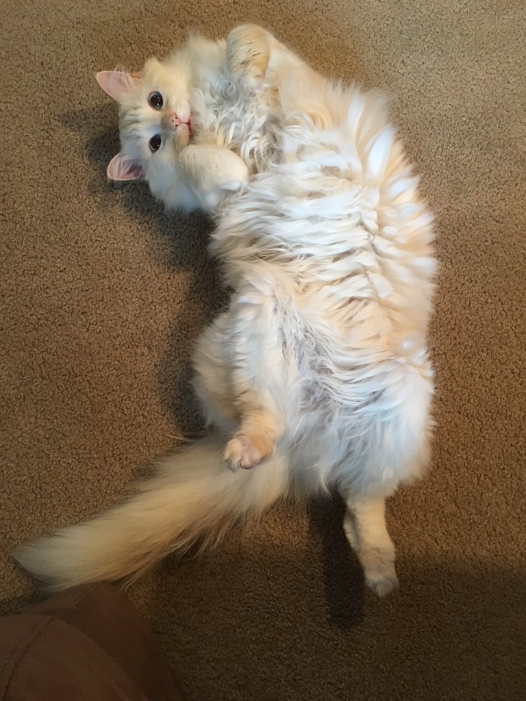 ItsMeDeaner's tweet photo. The usual dramatics #familiarpose https://t.co/WFyZuDW4Ah