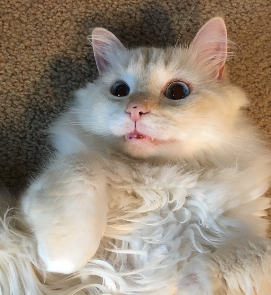 ItsMeDeaner's tweet photo. The usual dramatics #familiarpose https://t.co/WFyZuDW4Ah