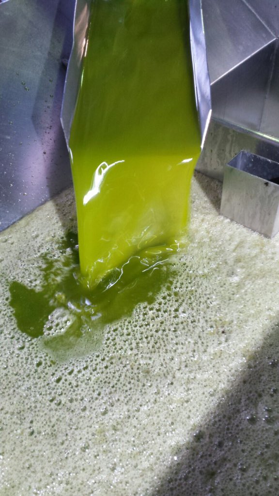 Nuestras almazaras continúan elaborando #aoves de #cosechatemprana como este de @aceitel5esencia @viajero_aceite