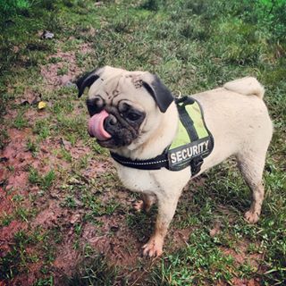 Joy_PhotoCam's tweet photo. #pug #pugstagram #winterwalks #muddy #muddypug #flatface #flatfacedogs #instadogs https://t.co/TKWJOYAuGC https://t.co/APFtL8GZfN