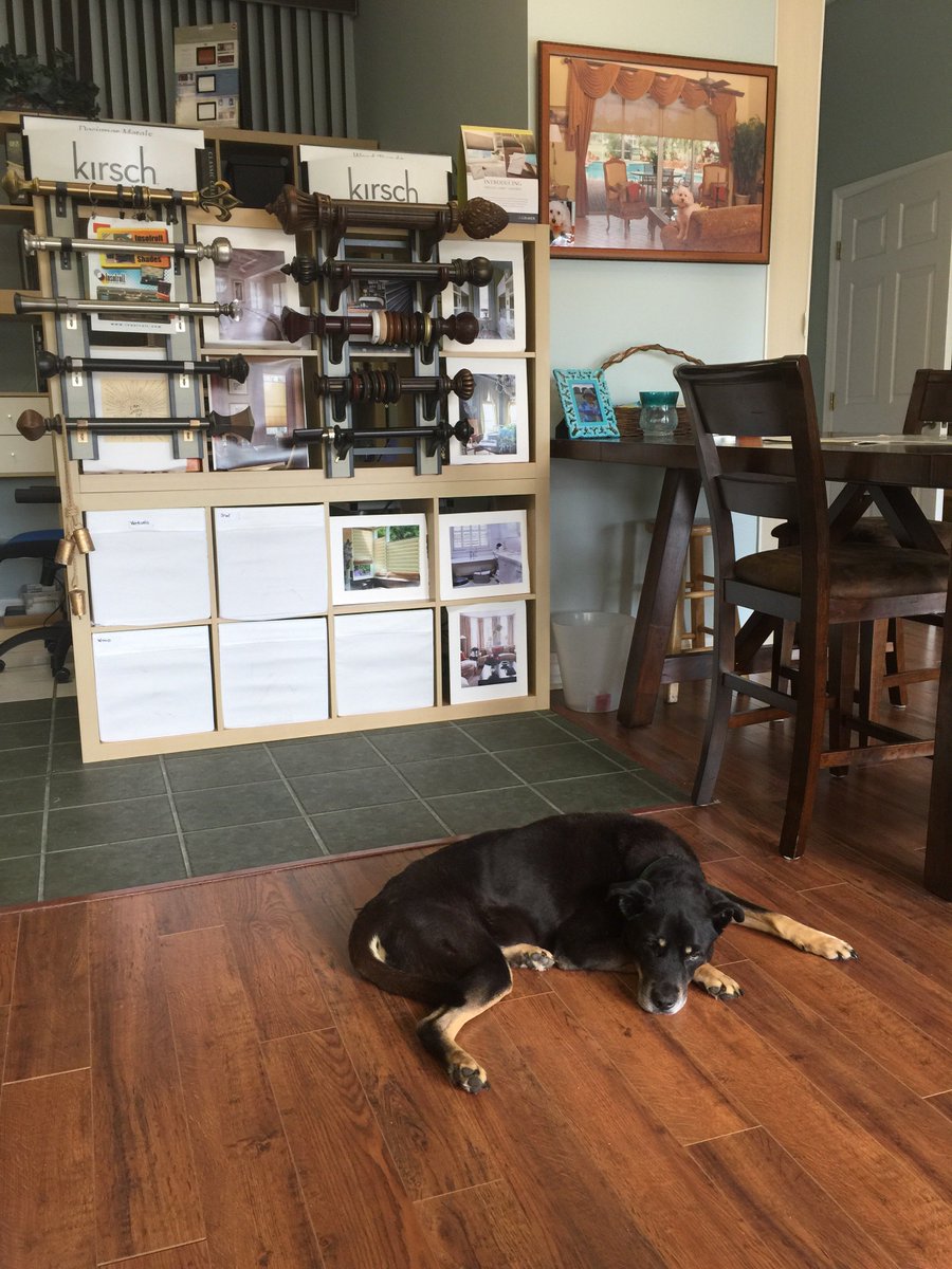 Roscoe the Wonder Dog. Only at Brightside Blinds &amp; Shutters. St. Augustine’s best blind shop.