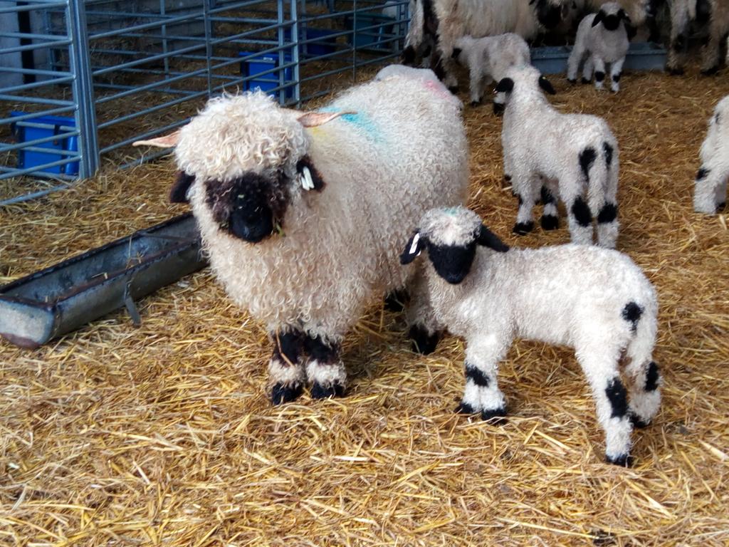 MoorViewAlpacas's tweet image. #TheApprentice @Lord_Sugar @MisterMAuthor @PHPCornwall can&apos;t wait to see what books are created #lollypop book